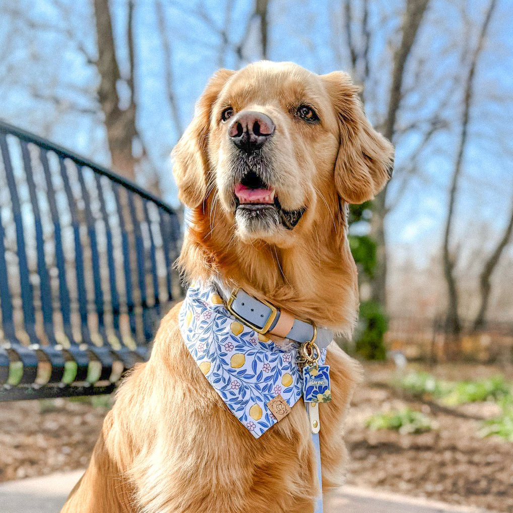 Amalfi Lemon Bandana