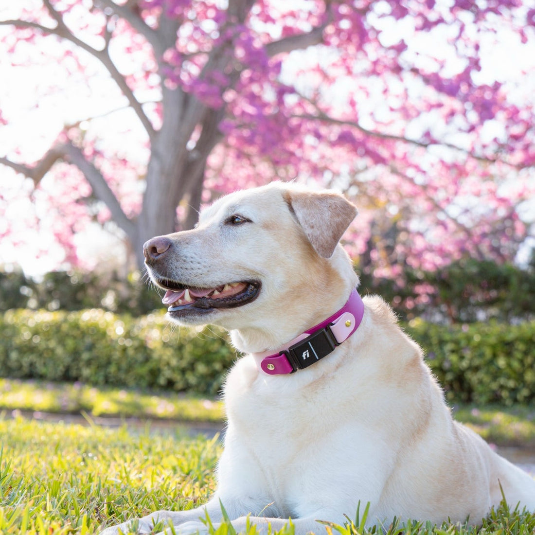 1.5" Fi Compatible Waterproof Non-Adjustable Quick Release Dog Collar