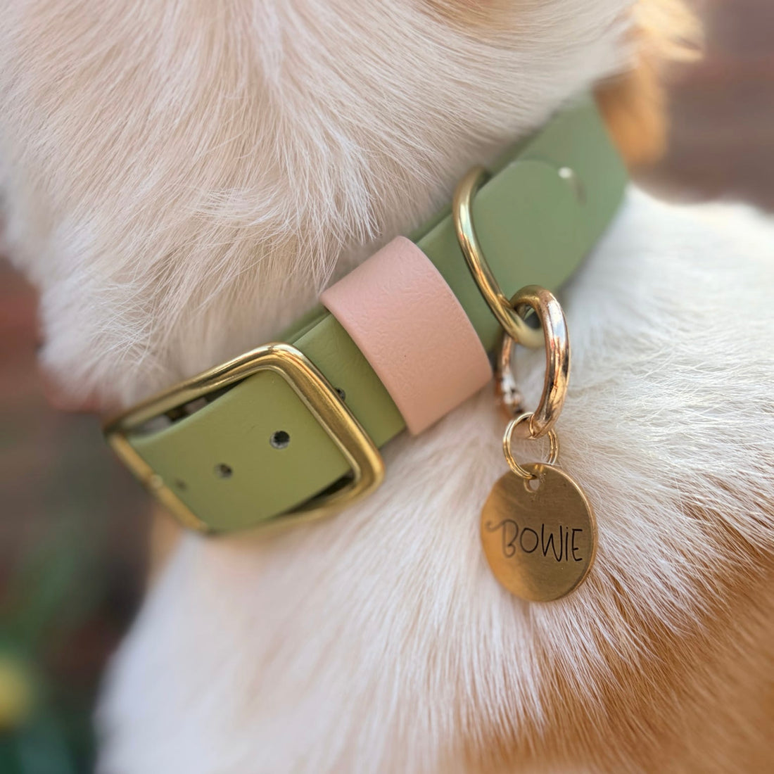 Waterproof Classic Buckle Dog Collar