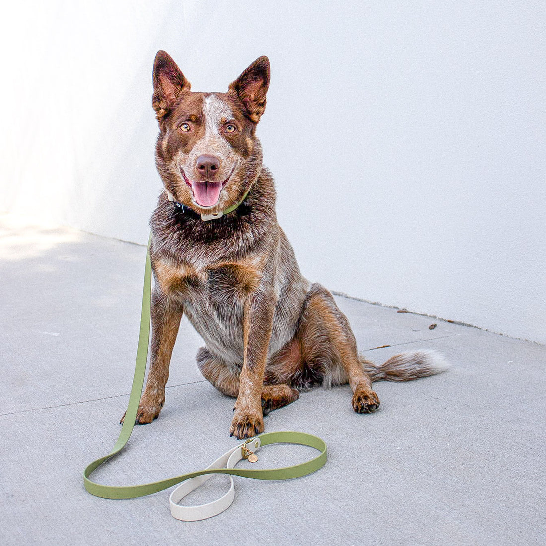 Two-Tone Waterproof Dog Leash