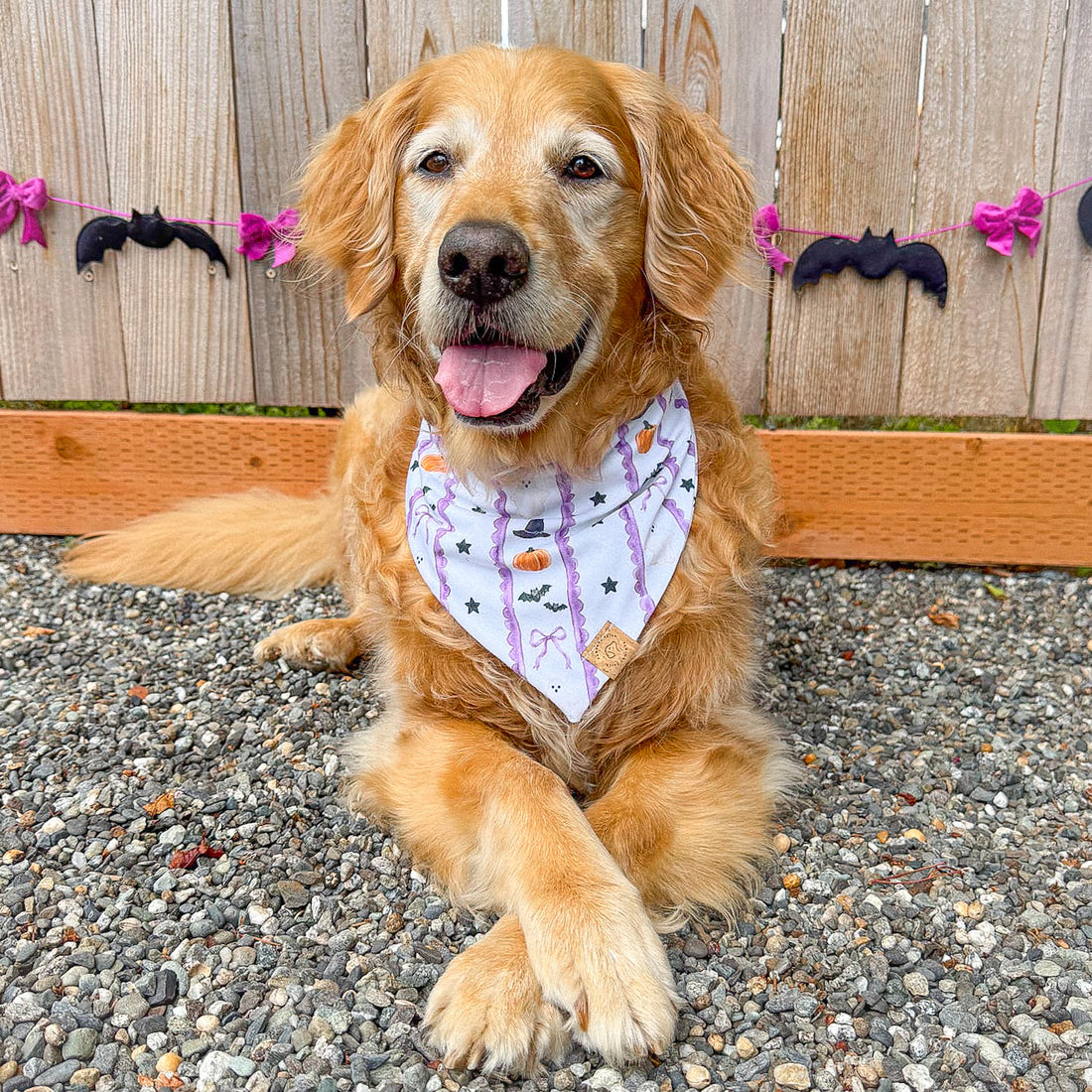 Boo & Bows Bandana
