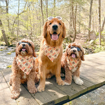 Life Is Golden Bandana