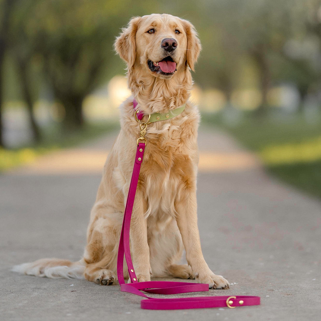 Standard Waterproof Dog Leash