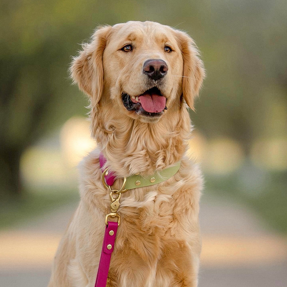 1.5" Two-Tone Waterproof Slip Dog Collar
