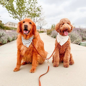 Standard Leash Splitter/Coupler