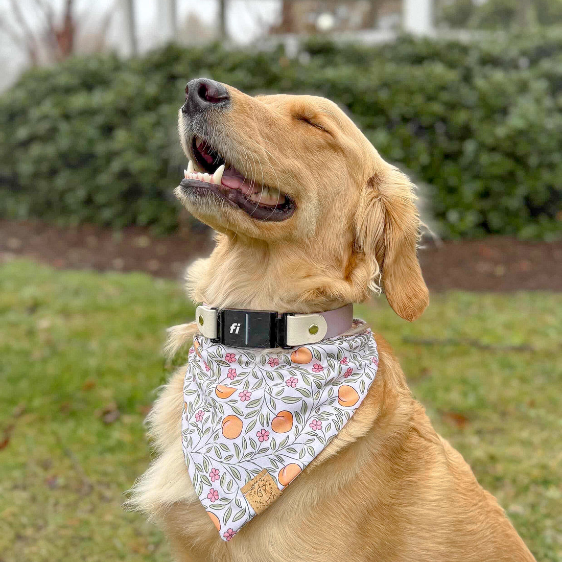 Peachy Petals Bandana