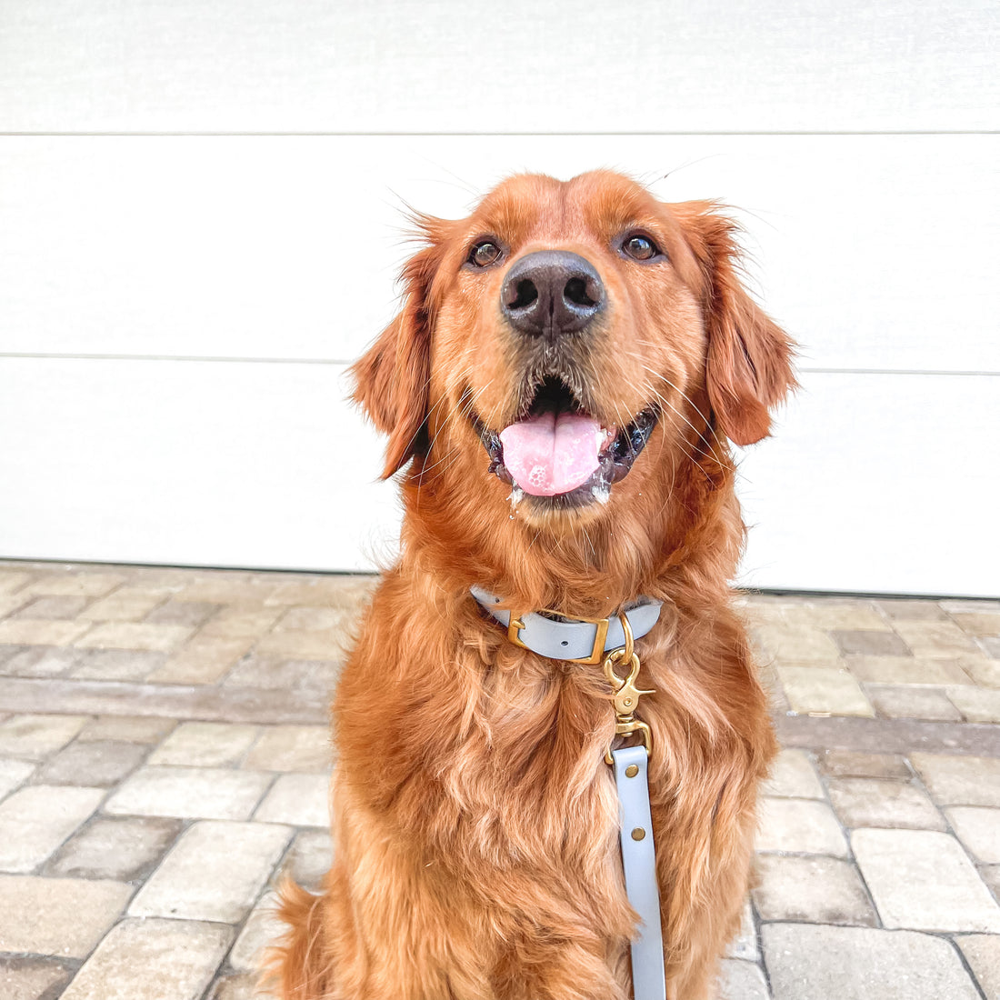 Classic Buckle Dog Collar