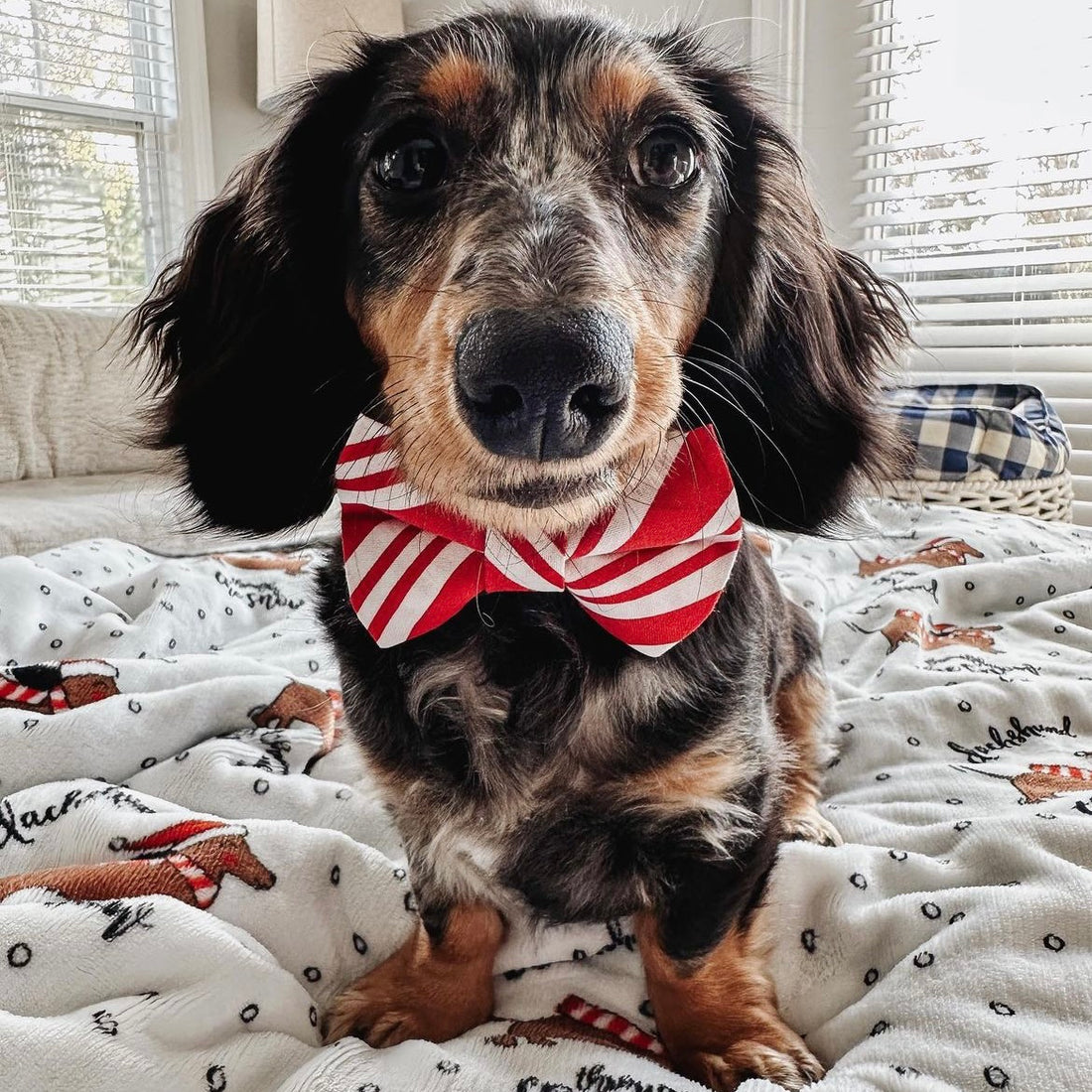 Candy Cane Bow Tie