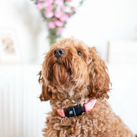 Fi Compatible Waterproof Non-Adjustable Quick Release Collar