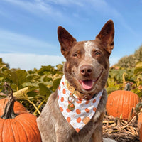 Pumpkin Charm Bandana