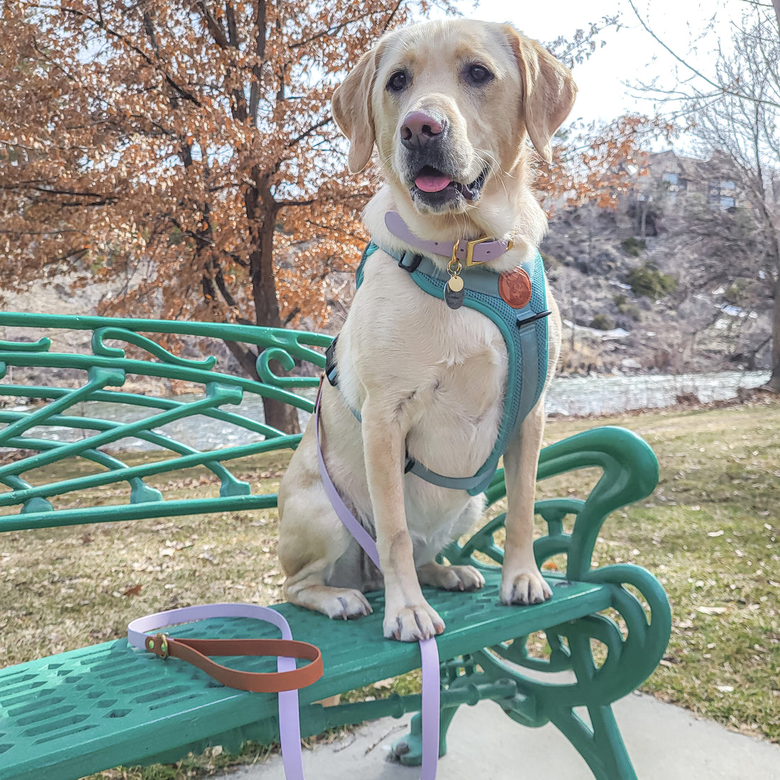 Two-Tone Waterproof Dog Leash