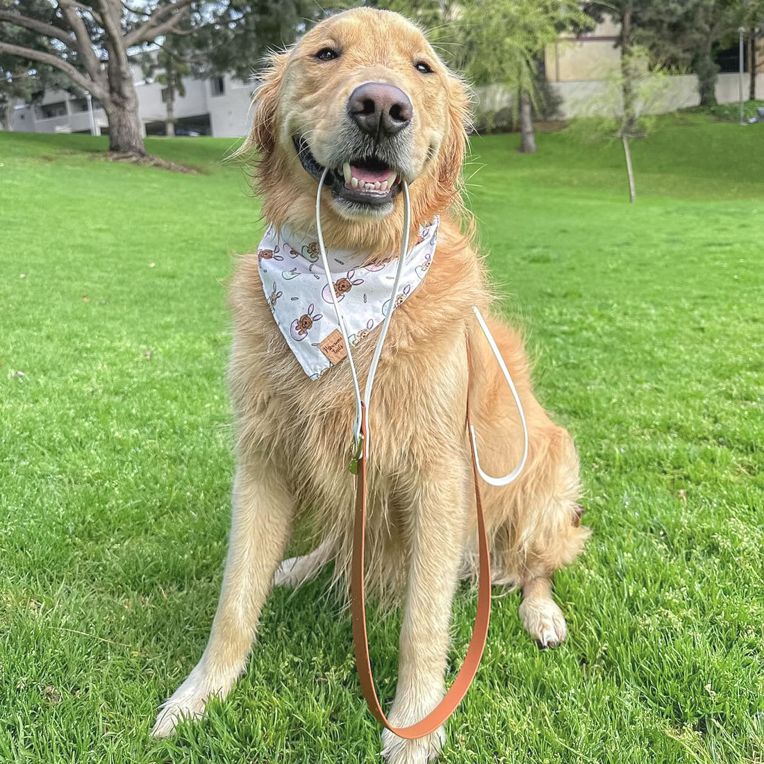 Two-Tone Waterproof Dog Leash