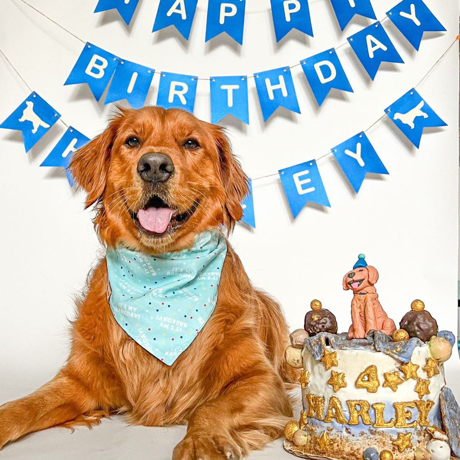 barkday bandana