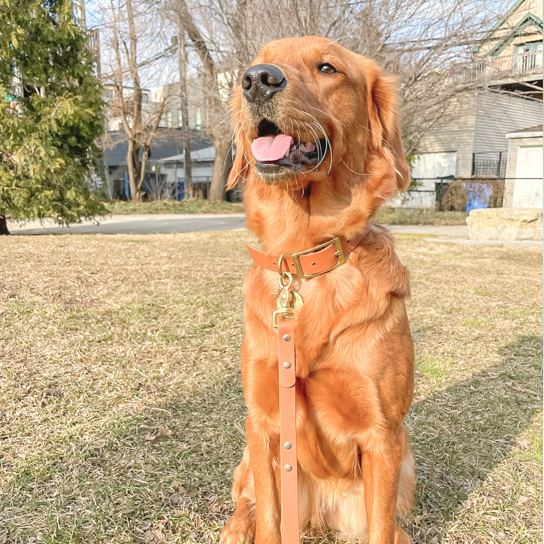 Classic Buckle Dog Collar